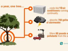 benefit of trees