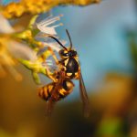 The Ecological Marvels, Surprising Benefit of Wasps benefit of wasps