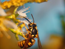 benefit of wasps