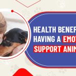 The Healing Power, Incredible Benefits of an Emotional Support Animal benefits of an emotional support animal