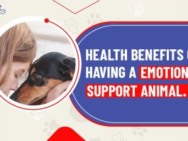 The Healing Power, Incredible Benefits of an Emotional Support Animal benefits of an emotional support animal