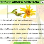 Incredible Benefits of Arnica Pellets, Natural Relief at Your Fingertips benefits of arnica pellets