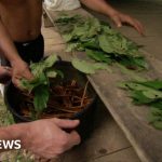 The Mind, Incredible Benefits of Ayahuasca benefits of ayahuasca