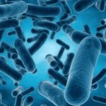 The Power of Bacillus Coagulans, Incredible Benefits in Just One Strain benefits of bacillus coagulans