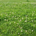 The Hidden Perks, Incredible Benefits of Clover in Your Lawn benefits of clover in lawn