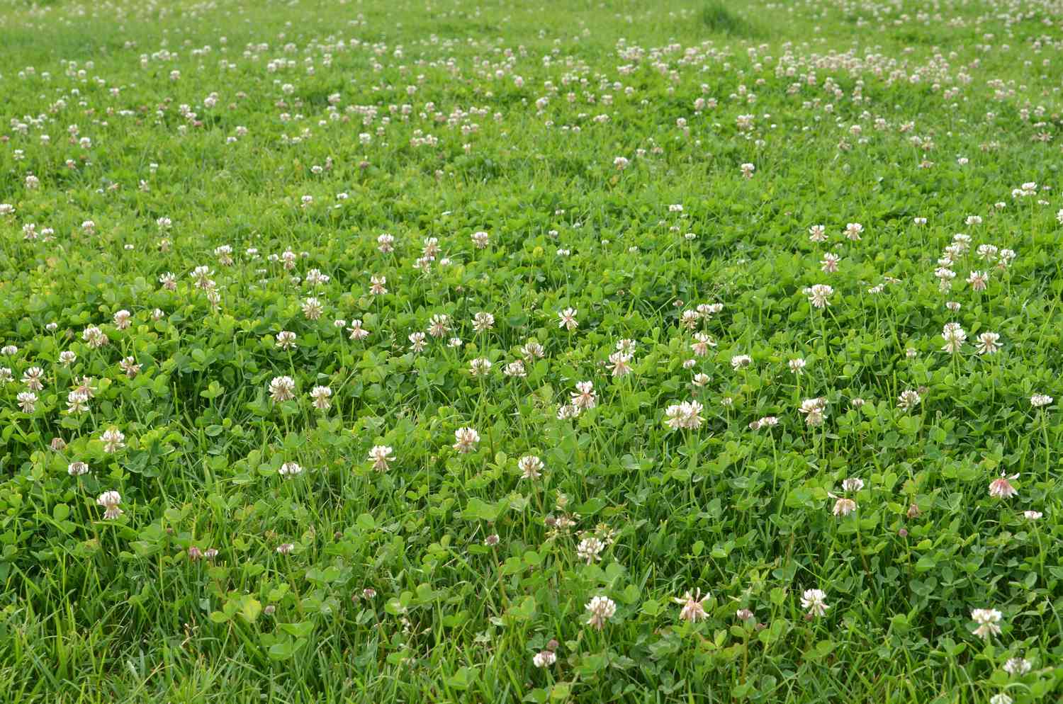 benefits of clover in lawn