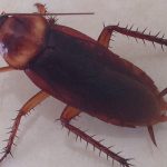 The Surprising Benefits of Cockroaches in Your House benefits of cockroaches in house