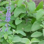 Incredible Benefits of Coleus Forskohlii, A Natural Wonder for Optimal Health benefits of coleus forskohlii
