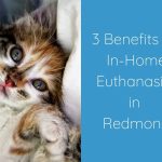 Embracing Dignity, Surprising Benefits of Euthanasia benefits of euthanasia