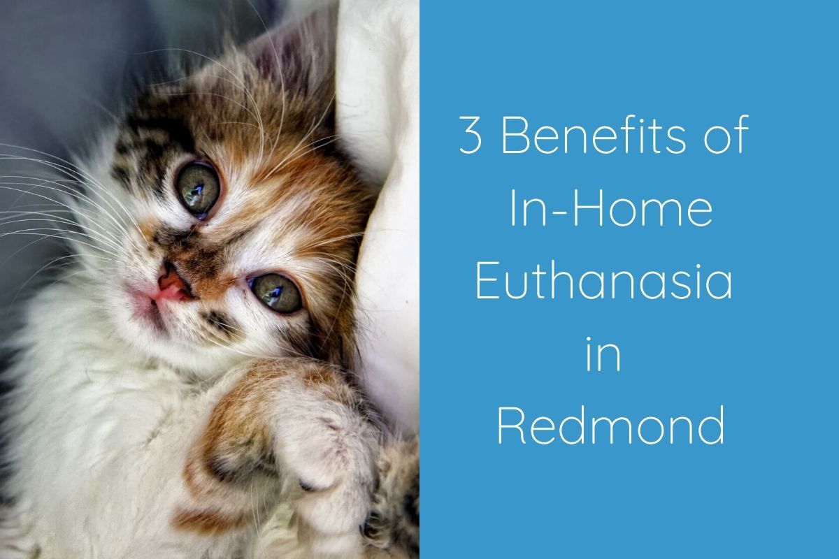 benefits of euthanasia