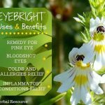 The Incredible Benefits of Eyebright Herb, Enhance Your Vision Naturally benefits of eyebright herb
