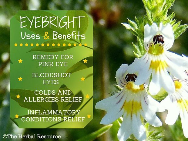 benefits of eyebright herb