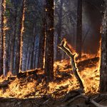 Hidden Benefits of Forest Fires, Nature’s Renewal and Ecological Balance benefits of forest fires
