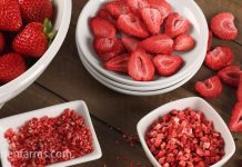 Freeze Dried Food, Surprising Benefits of This Revolutionary Preservation Method benefits of freeze dried food