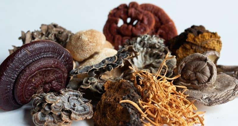 benefits of functional mushrooms