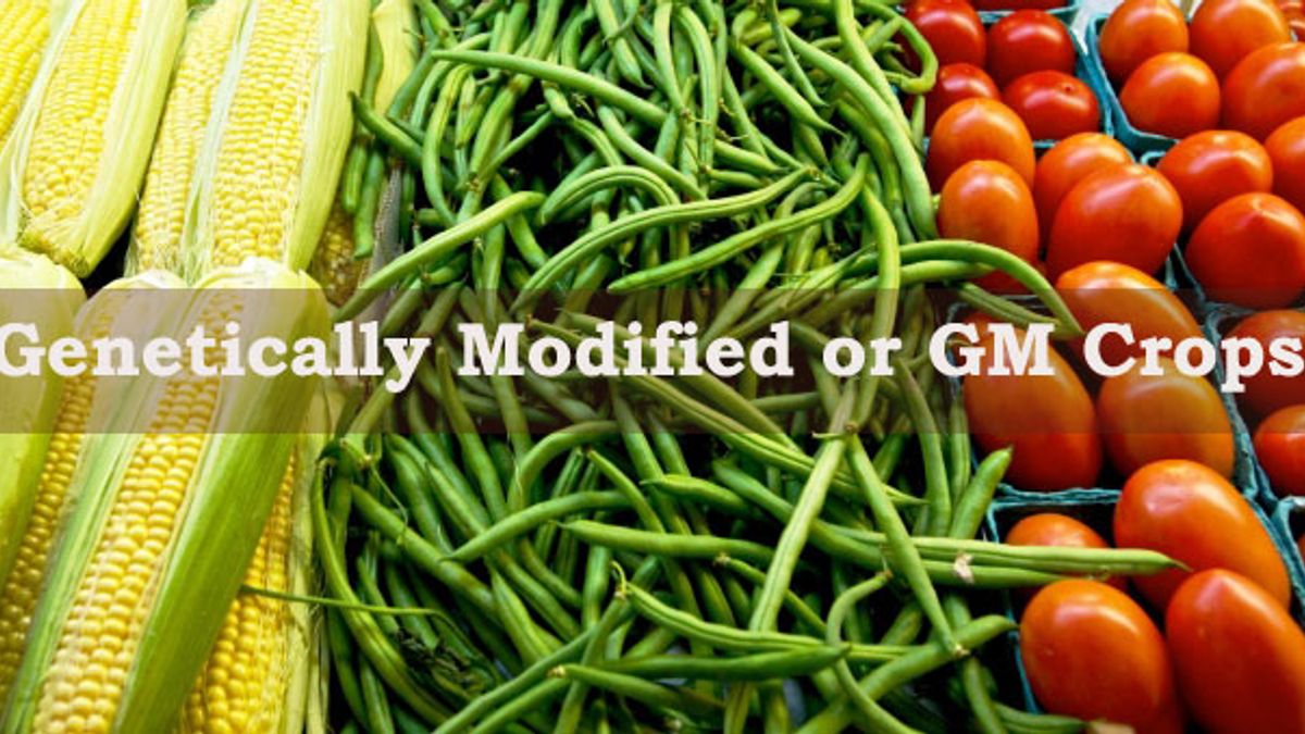 benefits of genetically modified food