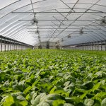 Incredible Benefits of Greenhouse Gardening, Boosting Yields, Sustainability, and More benefits of greenhouse