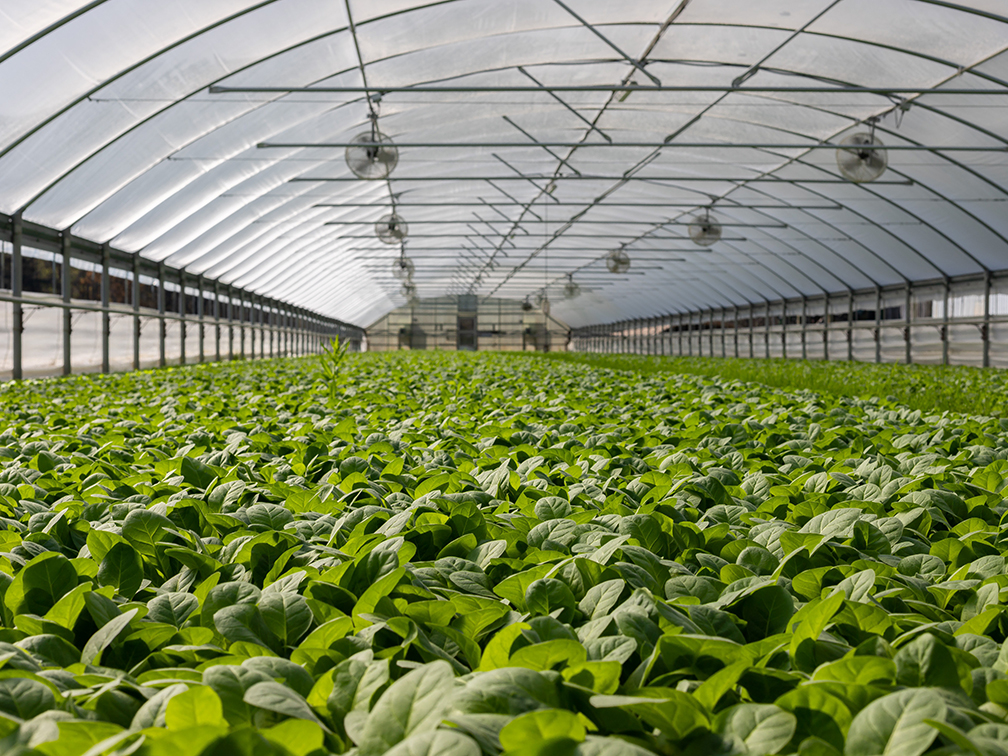 benefits of greenhouse