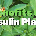 The Power, Incredible Benefits of Insulin for Optimal Health benefits of insulin