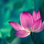 The Serene Secrets, 5 Surprising Benefits of Lotus Tea benefits of lotus tea