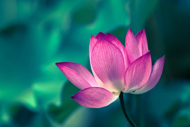 The Serene Secrets, 5 Surprising Benefits of Lotus Tea