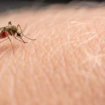 The Surprising Benefits of Mosquitos, Nature’s Tiny Heroes benefits of mosquitoes