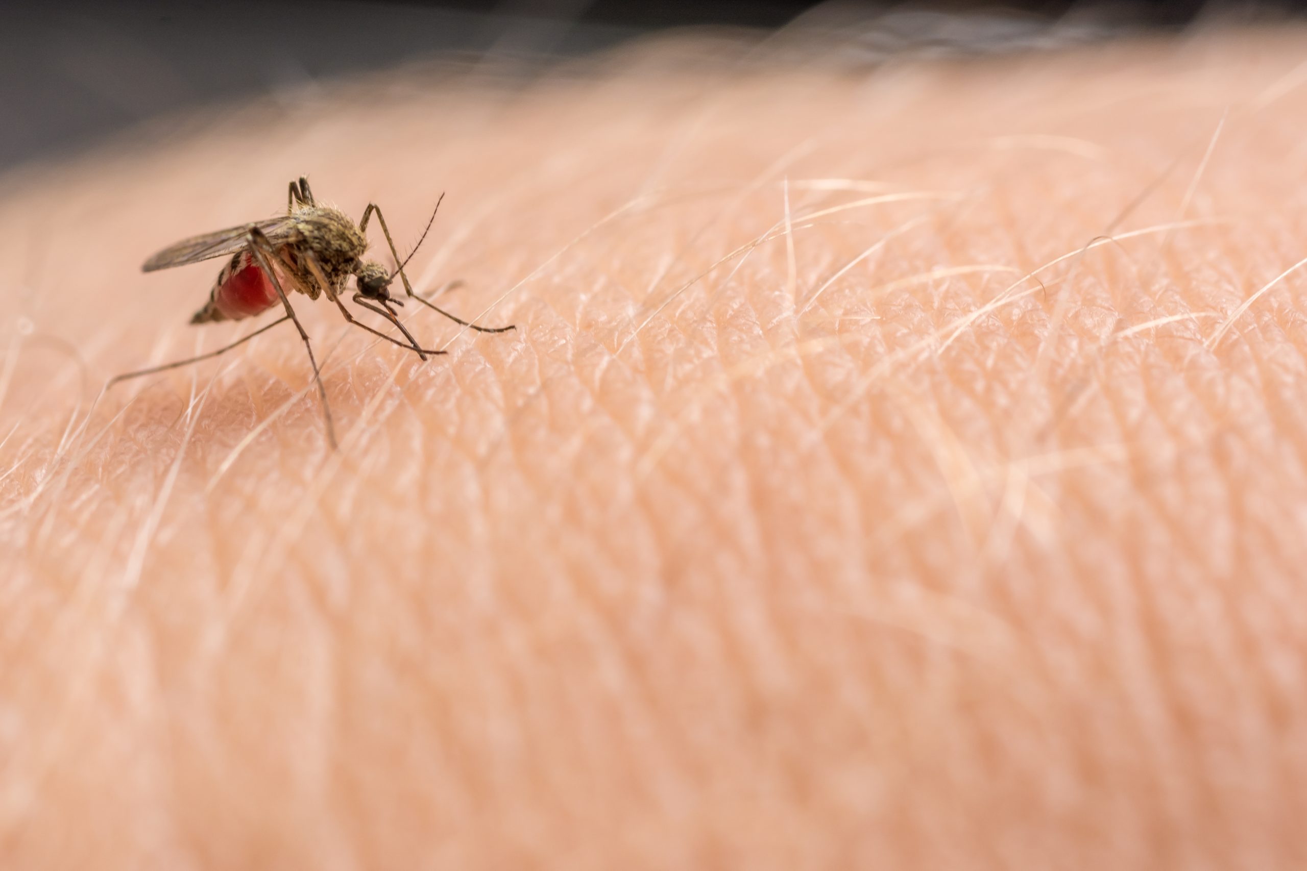 benefits of mosquitoes