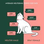 Purr-fectly Wise, Astounding Benefits of Neutering Your Cat benefits of neutering cat