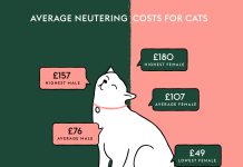 Purr-fectly Wise, Astounding Benefits of Neutering Your Cat benefits of neutering cat