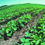 Revolutionizing Agriculture, Incredible Benefits of No Till Farming benefits of no till farming