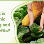 Incredible Benefits of Organic Farming, a Sustainable Path to Healthier Food and a Greener Future benefits of organic farming