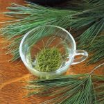 The Surprising Benefits of Pine Needle, Nature’s Hidden Gem benefits of pine needle