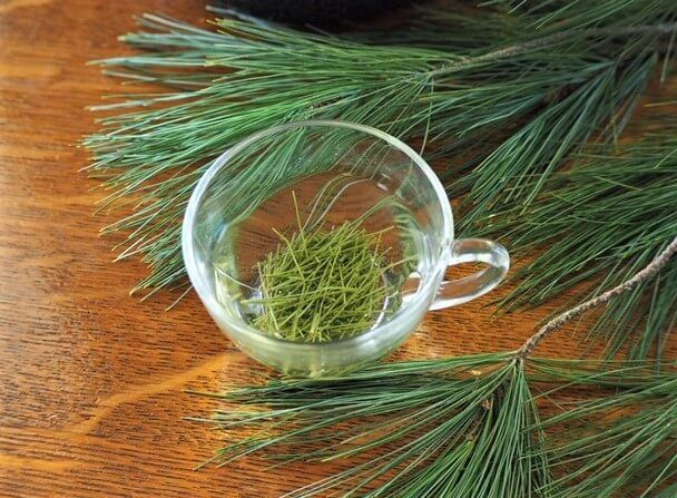 benefits of pine needle