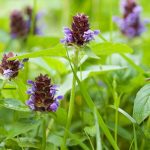 The Hidden Power of Prunella Vulgaris, Incredible Benefits benefits of prunella vulgaris