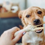 The Power of Raw Chicken, Benefits for Your Beloved Pooch benefits of raw chicken for dogs