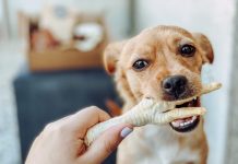 The Power of Raw Chicken, Benefits for Your Beloved Pooch benefits of raw chicken for dogs