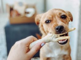 benefits of raw chicken for dogs