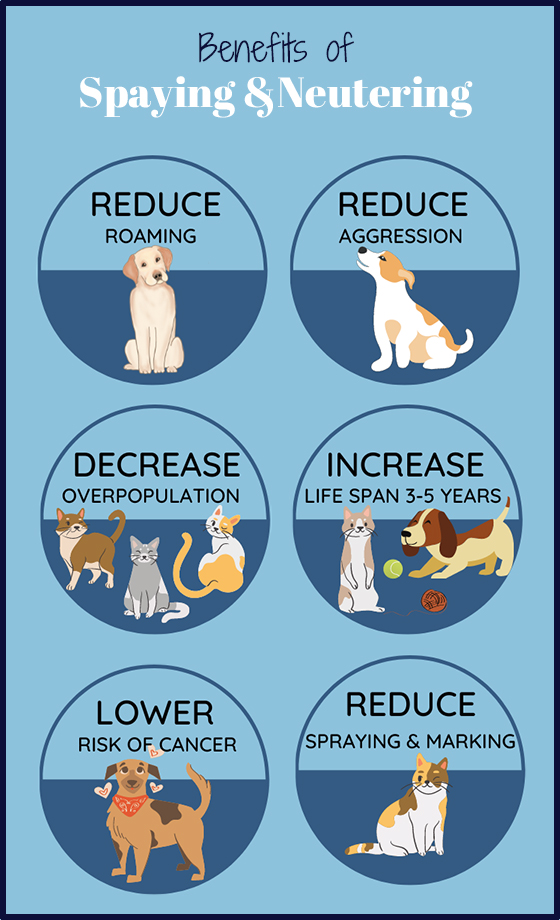 benefits of spaying