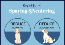 The Many Benefits of Spaying Your Pet