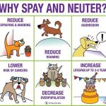 Purrfectly Wise Decision, the Benefits of Spaying a Cat benefits of spaying a cat