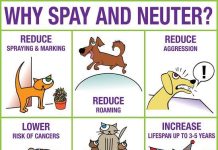 Purrfectly Wise Decision, the Benefits of Spaying a Cat benefits of spaying a cat