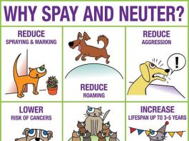 benefits of spaying a cat
