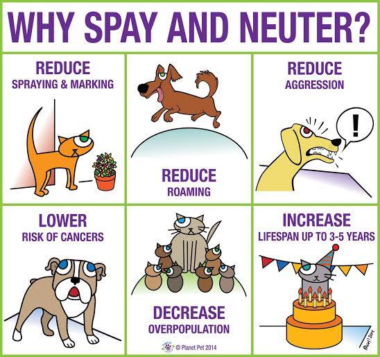 benefits of spaying a cat