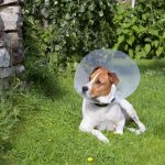 Hidden Benefits of Spaying After First Heat, A Healthier Future for Your Furry Companion benefits of spaying after first heat