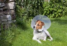 Hidden Benefits of Spaying After First Heat, A Healthier Future for Your Furry Companion benefits of spaying after first heat