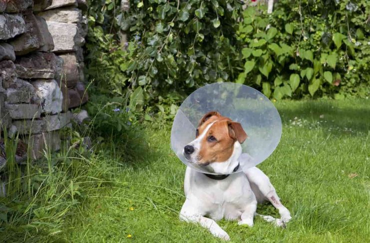 benefits of spaying after first heat