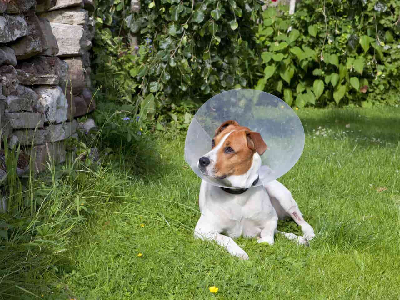benefits of spaying after first heat
