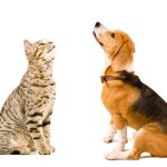The Power of Spaying and Neutering, Amazing Benefits benefits of spaying and neutering