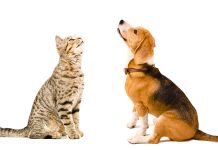 The Power of Spaying and Neutering, Amazing Benefits benefits of spaying and neutering