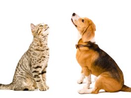 The Power of Spaying and Neutering, Amazing Benefits benefits of spaying and neutering